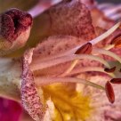 Flor de castaño de Indias